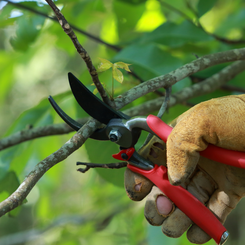 Élagage léger d'un arbre : l'échelle télescopique adaptée